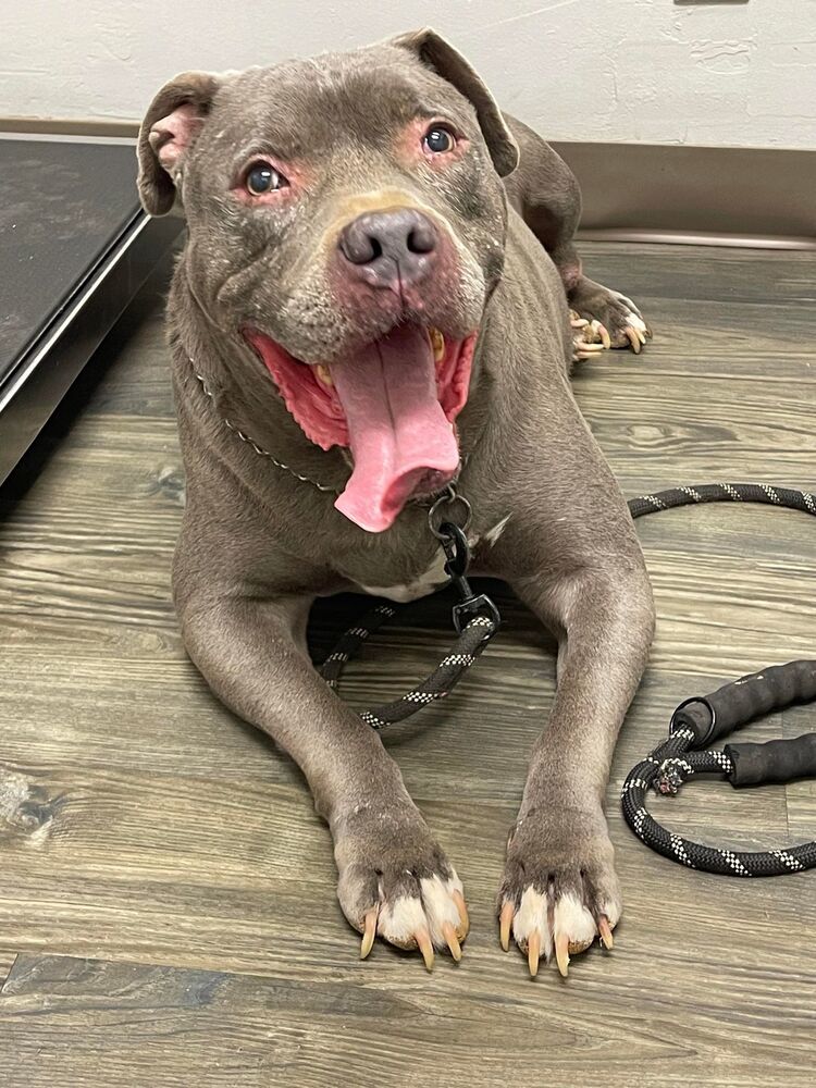 Tank, an adoptable Pit Bull Terrier in Lone Oak, TX, 75453 | Photo Image 6