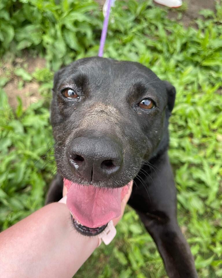 Pepper, an adoptable Labrador Retriever in Lone Oak, TX, 75453 | Photo Image 1