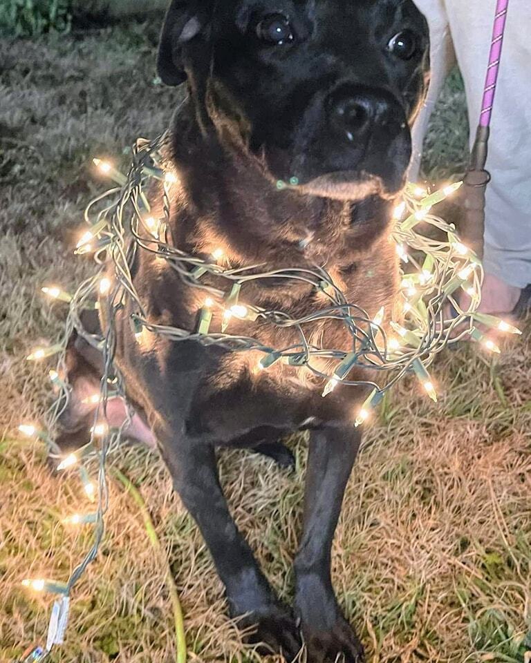 Pepper, an adoptable Labrador Retriever in Lone Oak, TX, 75453 | Photo Image 2
