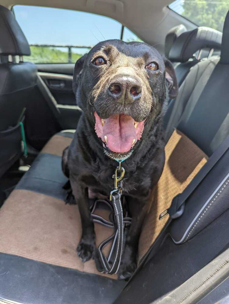 Pepper, an adoptable Labrador Retriever in Lone Oak, TX, 75453 | Photo Image 3
