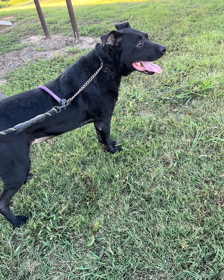 Pepper, an adoptable Labrador Retriever in Lone Oak, TX, 75453 | Photo Image 4