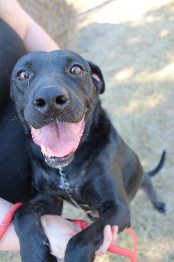 Dog for adoption Pepper, a Labrador Retriever Mix in Lone Oak, TX