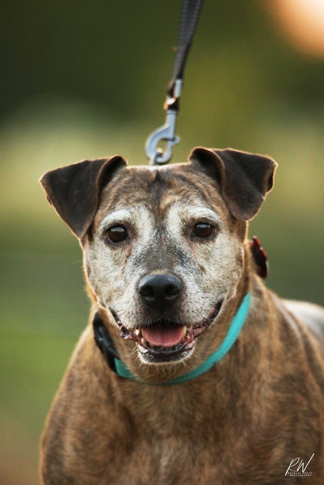 Debbie, an adoptable Catahoula Leopard Dog in Lone Oak, TX, 75453 | Photo Image 2