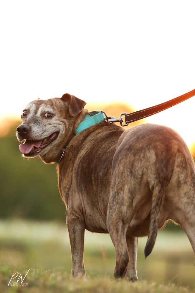 Debbie, an adoptable Catahoula Leopard Dog in Lone Oak, TX, 75453 | Photo Image 3