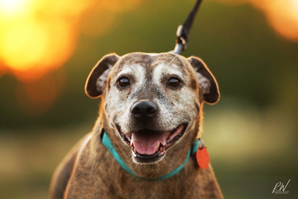 Debbie, an adoptable Catahoula Leopard Dog in Lone Oak, TX, 75453 | Photo Image 4