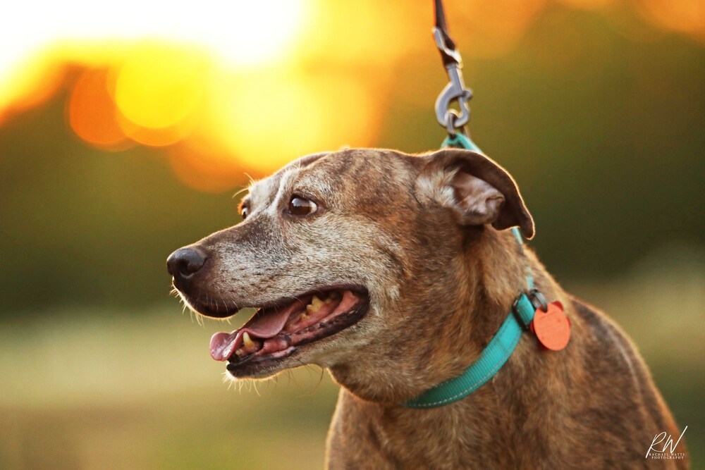 Debbie, an adoptable Catahoula Leopard Dog in Lone Oak, TX, 75453 | Photo Image 5