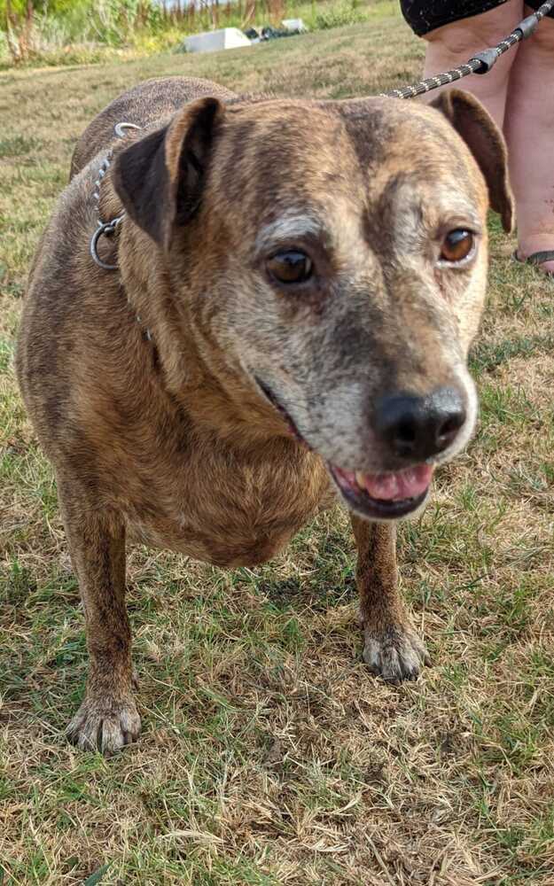 Debbie, an adoptable Catahoula Leopard Dog in Lone Oak, TX, 75453 | Photo Image 6