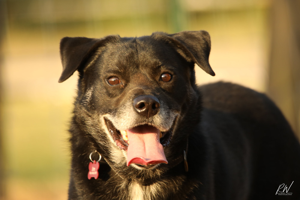 Jim, an adoptable Labrador Retriever in Lone Oak, TX, 75453 | Photo Image 2