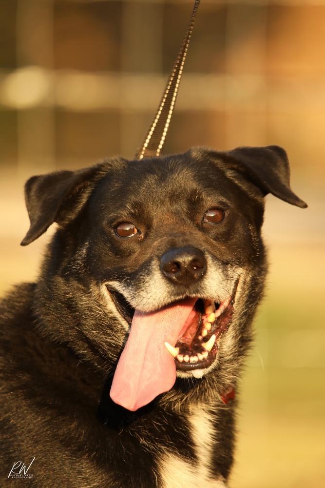 Jim, an adoptable Labrador Retriever in Lone Oak, TX, 75453 | Photo Image 3