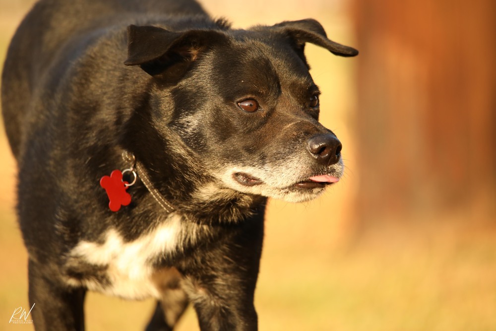 Jim, an adoptable Labrador Retriever in Lone Oak, TX, 75453 | Photo Image 4