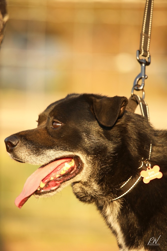 Jim, an adoptable Labrador Retriever in Lone Oak, TX, 75453 | Photo Image 5