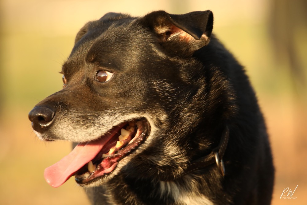 Jim, an adoptable Labrador Retriever in Lone Oak, TX, 75453 | Photo Image 6