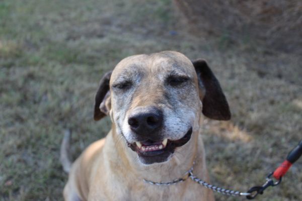 Audie, an adoptable Catahoula Leopard Dog in Lone Oak, TX, 75453 | Photo Image 1
