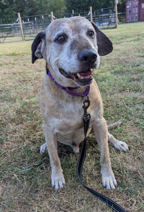 Audie, an adoptable Catahoula Leopard Dog in Lone Oak, TX, 75453 | Photo Image 1