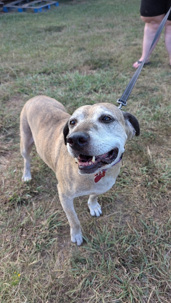 Audie, an adoptable Catahoula Leopard Dog in Lone Oak, TX, 75453 | Photo Image 2