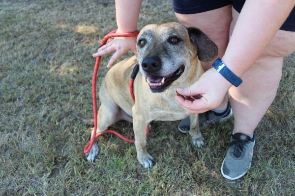 Audie, an adoptable Catahoula Leopard Dog in Lone Oak, TX, 75453 | Photo Image 3
