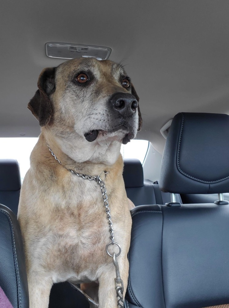 Audie, an adoptable Catahoula Leopard Dog in Lone Oak, TX, 75453 | Photo Image 3