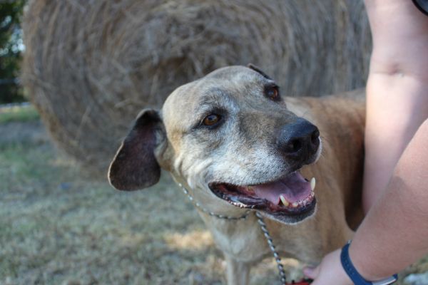 Audie, an adoptable Catahoula Leopard Dog in Lone Oak, TX, 75453 | Photo Image 4