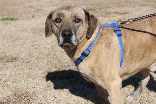 Audie, an adoptable Catahoula Leopard Dog in Lone Oak, TX, 75453 | Photo Image 5