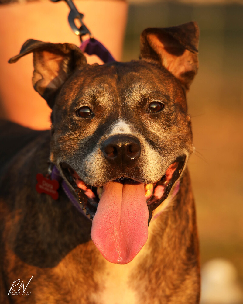 Dora, an adoptable Pit Bull Terrier in Lone Oak, TX, 75453 | Photo Image 1