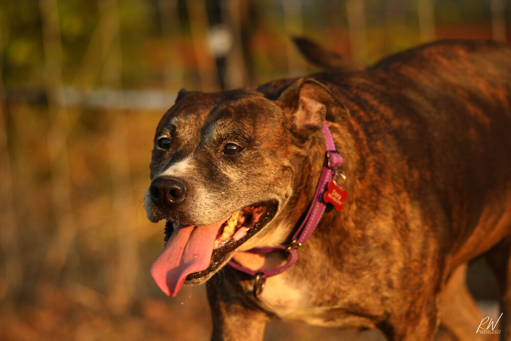 Dora, an adoptable Pit Bull Terrier in Lone Oak, TX, 75453 | Photo Image 3