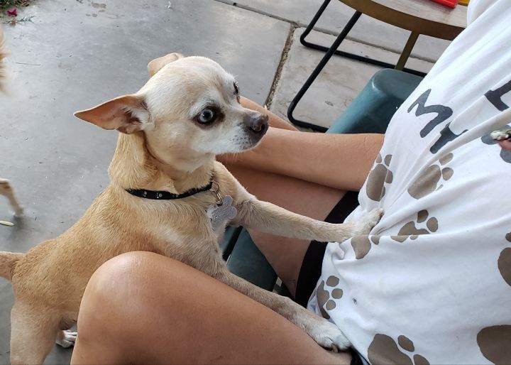 Dog for adoption - FRANKIE, a Chihuahua & Corgi Mix in Phoenix, AZ