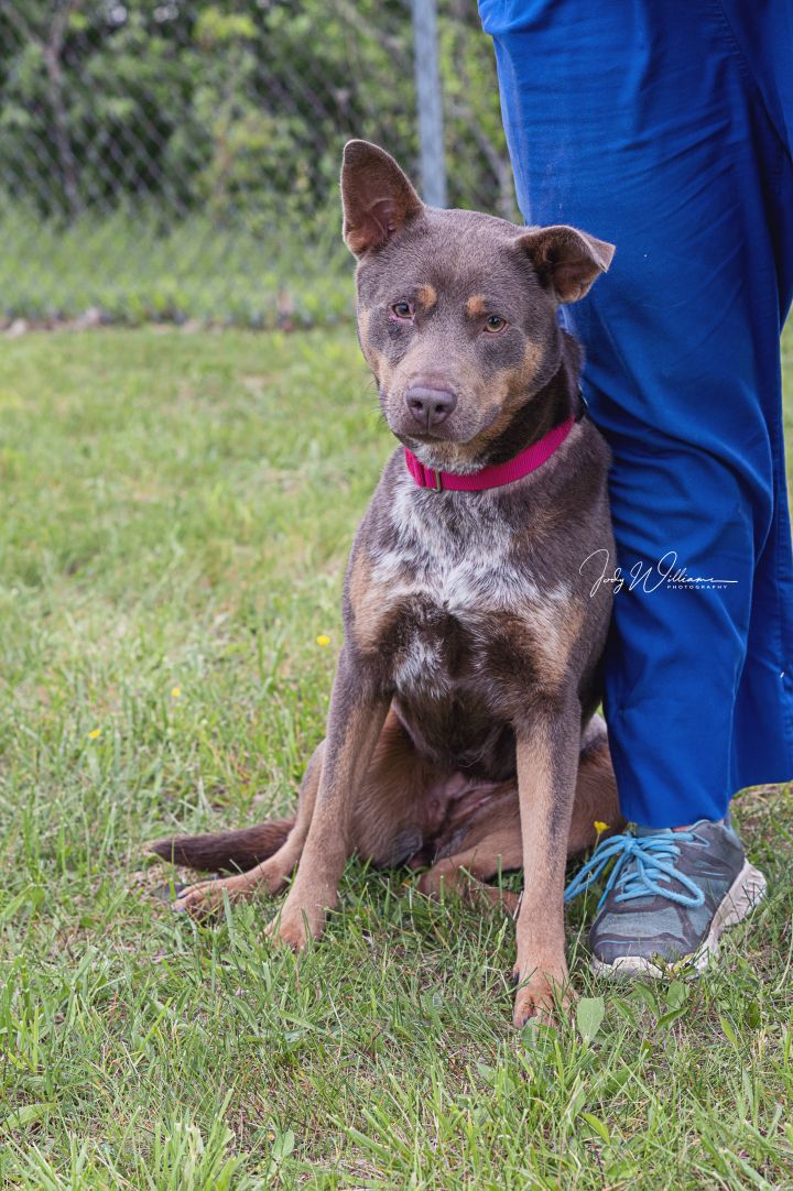 Villa, an adopted Cattle Dog Mix in Manlius, NY_image-1