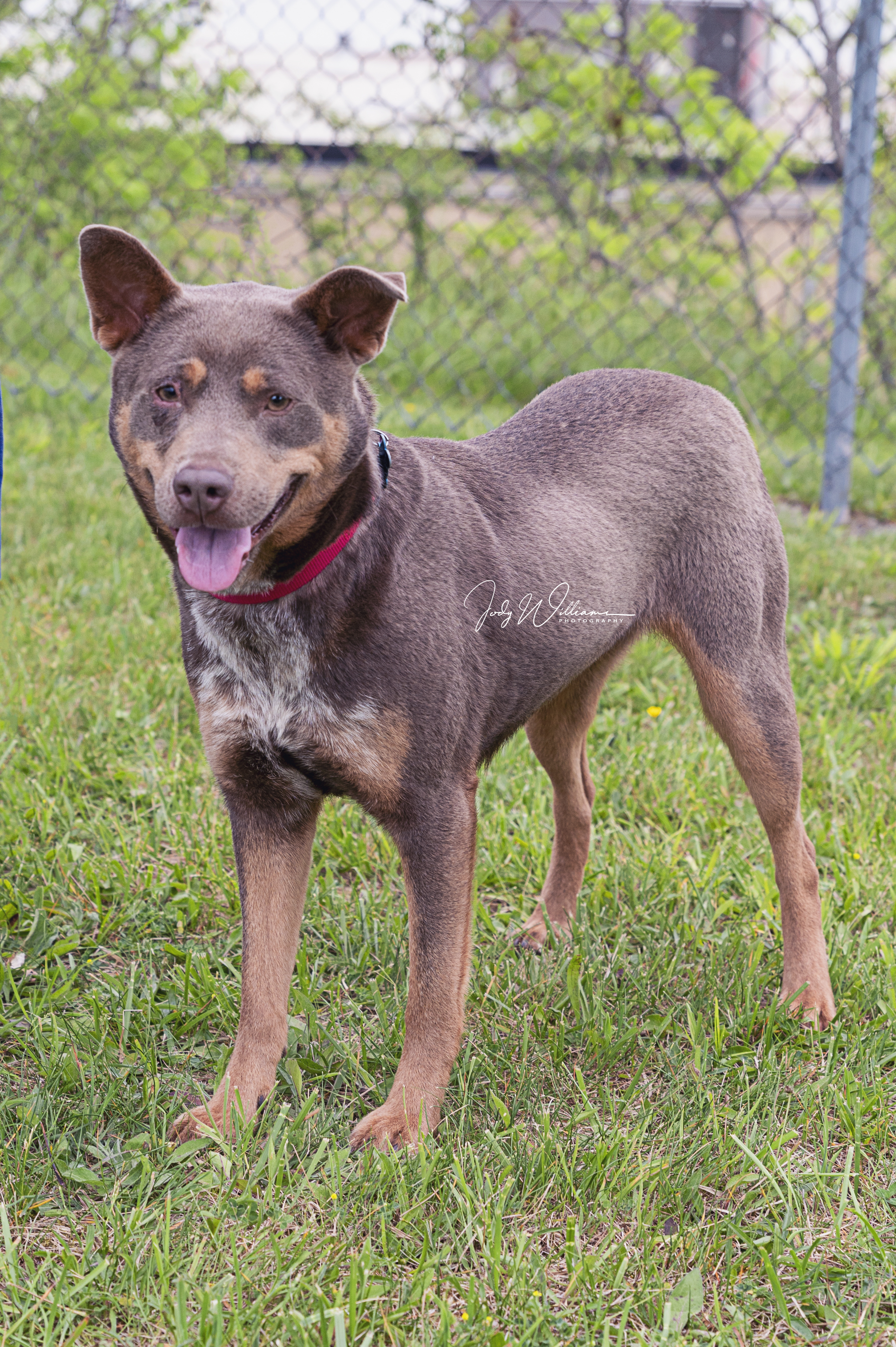 Villa, an adoptable Cattle Dog in Manlius, NY, 13104 | Photo Image 2