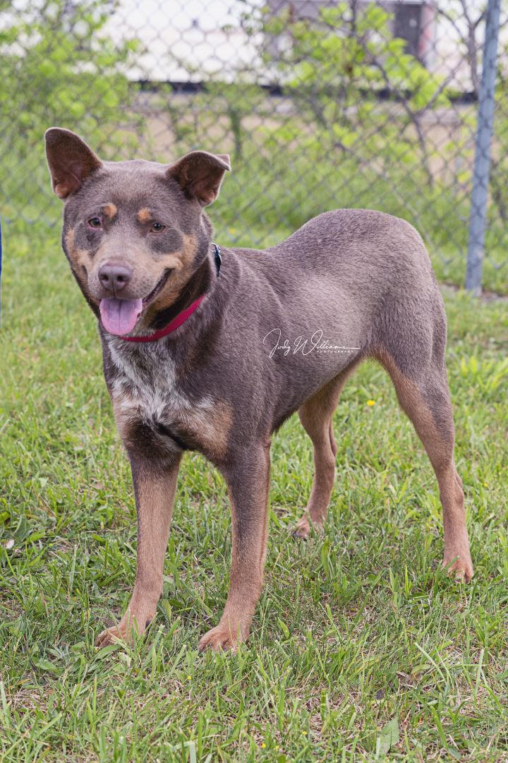 Villa, an adopted Cattle Dog Mix in Manlius, NY_image-2