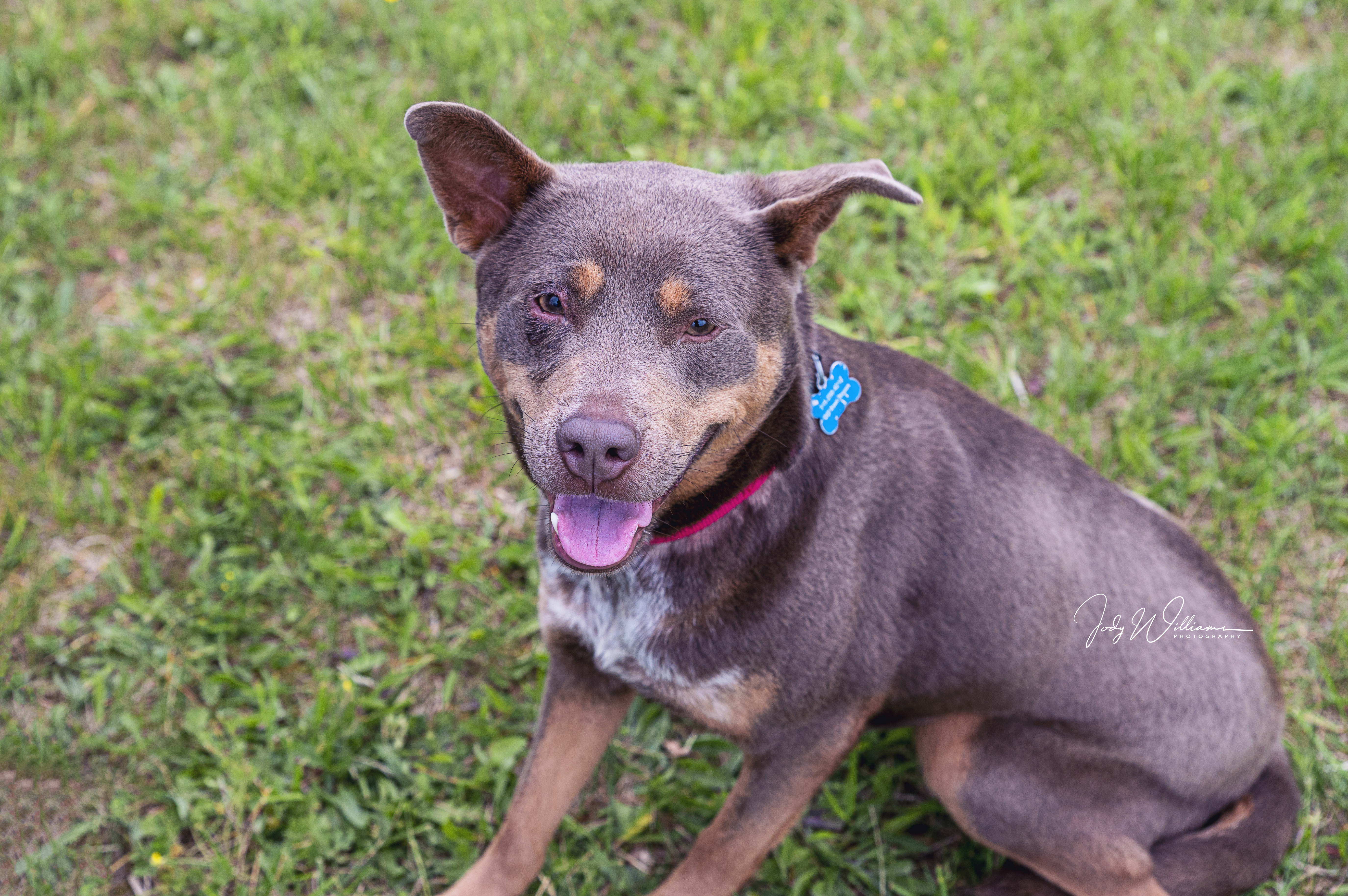 Villa, an adoptable Cattle Dog in Manlius, NY, 13104 | Photo Image 3