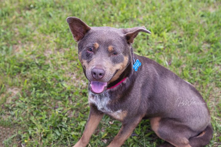 Villa, an adopted Cattle Dog Mix in Manlius, NY_image-3