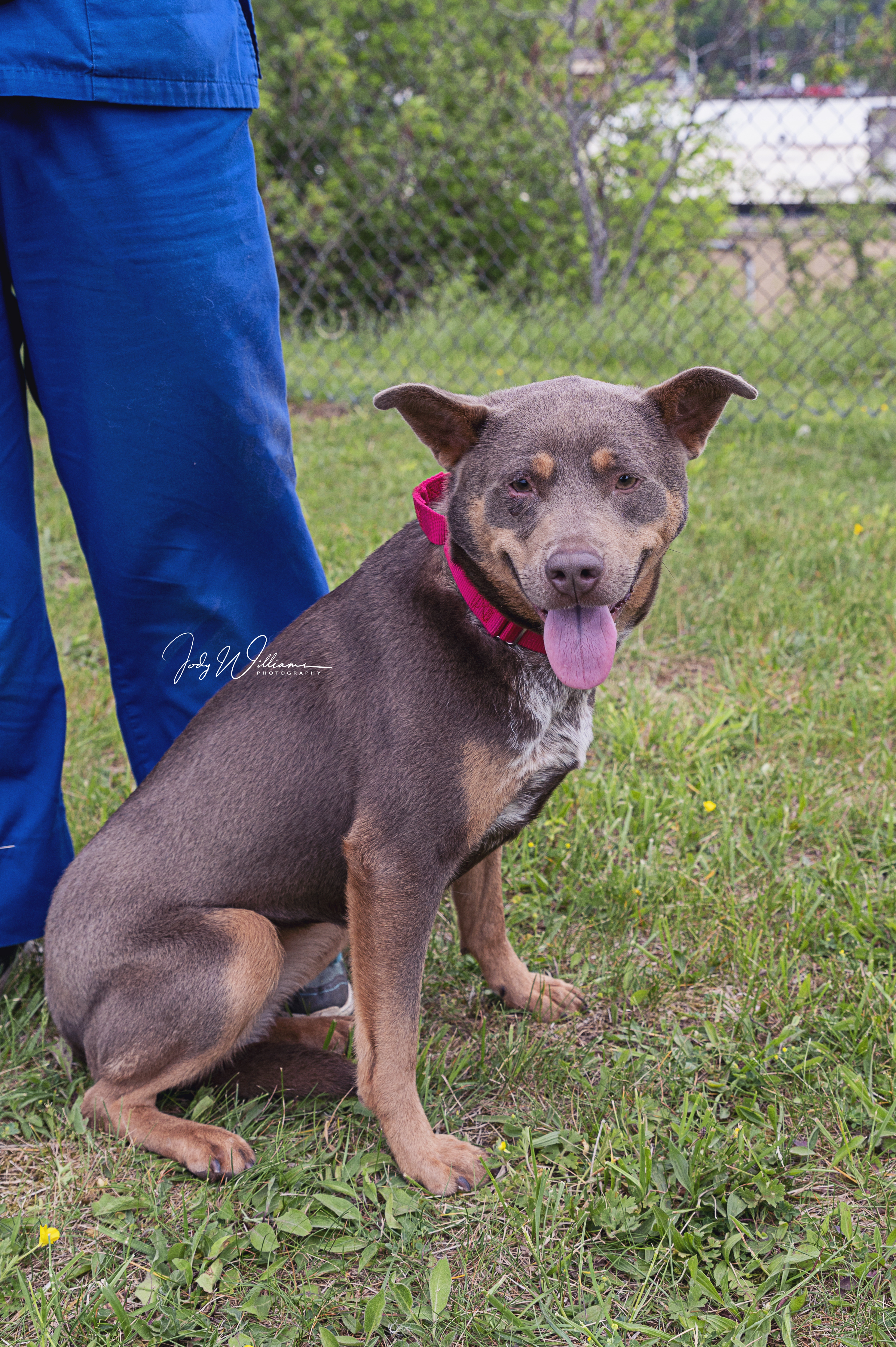 Villa, an adoptable Cattle Dog in Manlius, NY, 13104 | Photo Image 4