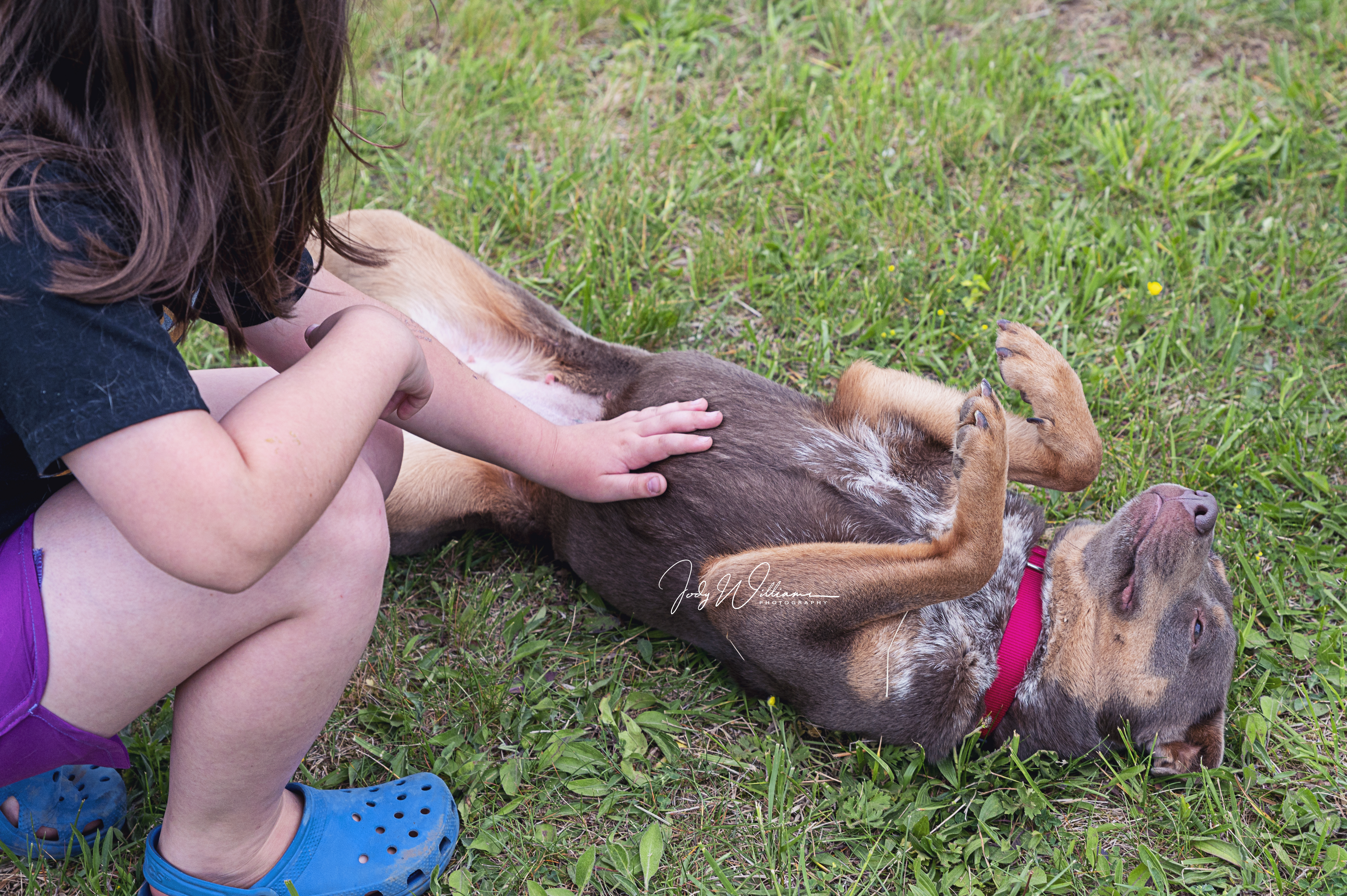 Villa, an adoptable Cattle Dog in Manlius, NY, 13104 | Photo Image 5
