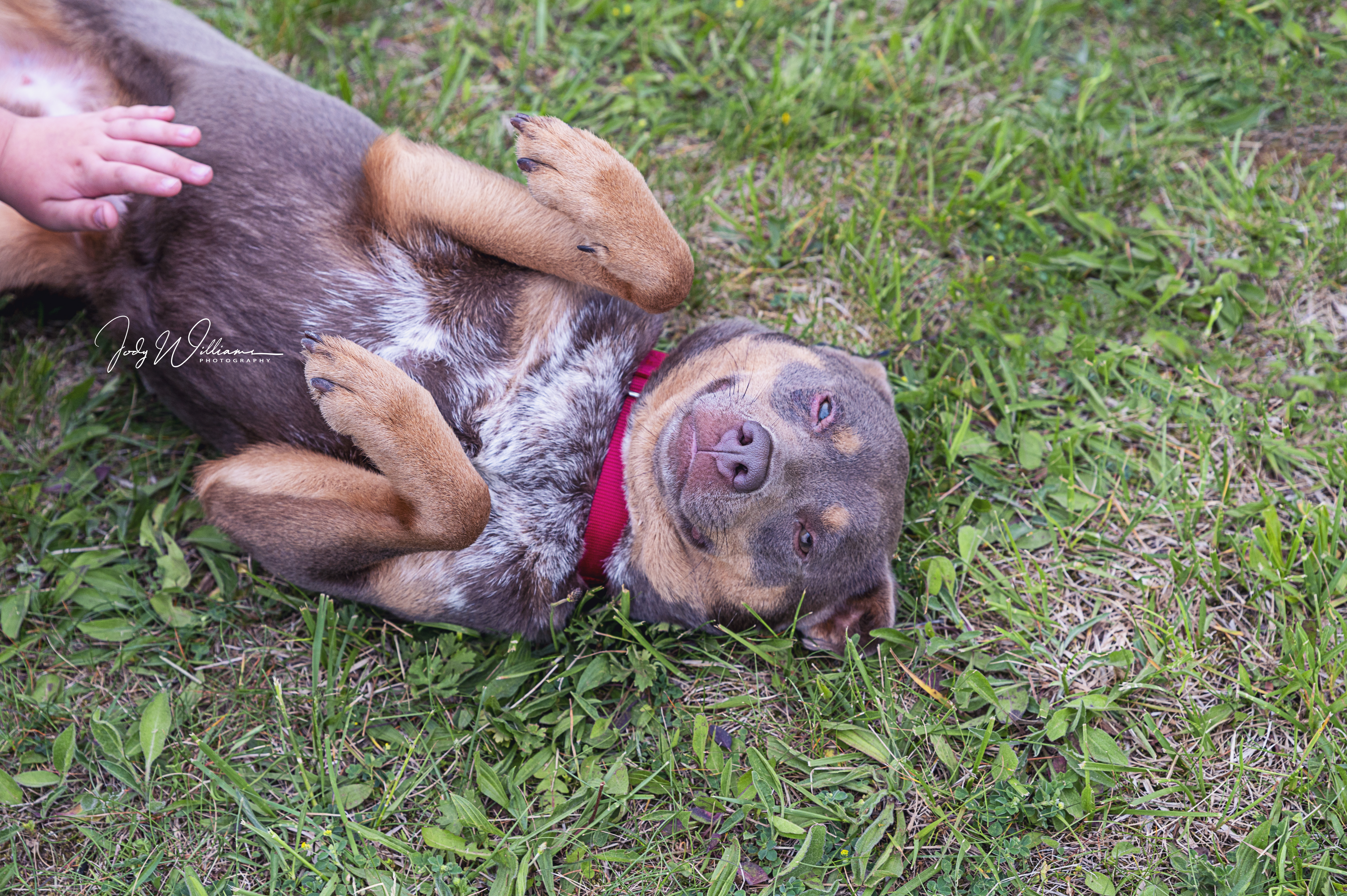 Villa, an adoptable Cattle Dog in Manlius, NY, 13104 | Photo Image 6