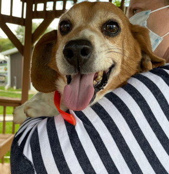 Bo, an adopted Beagle in West Decatur, PA_image-1