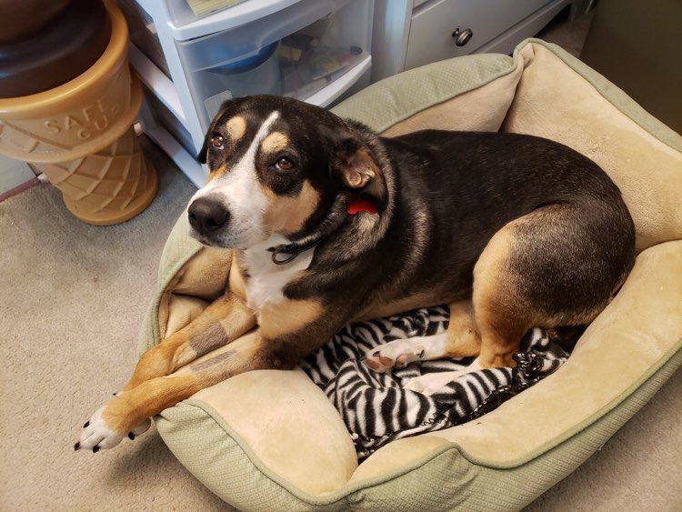 Magnolia, an adoptable Hound, Shepherd in Cedar Rapids, IA, 52405 | Photo Image 1