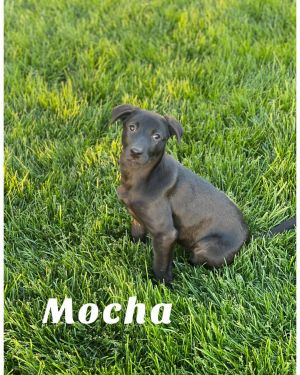 Mocha