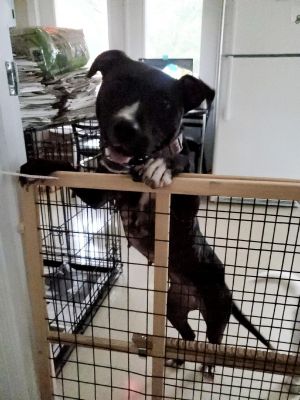 Dogs For Adoption Near Wilmington Nc Petfinder