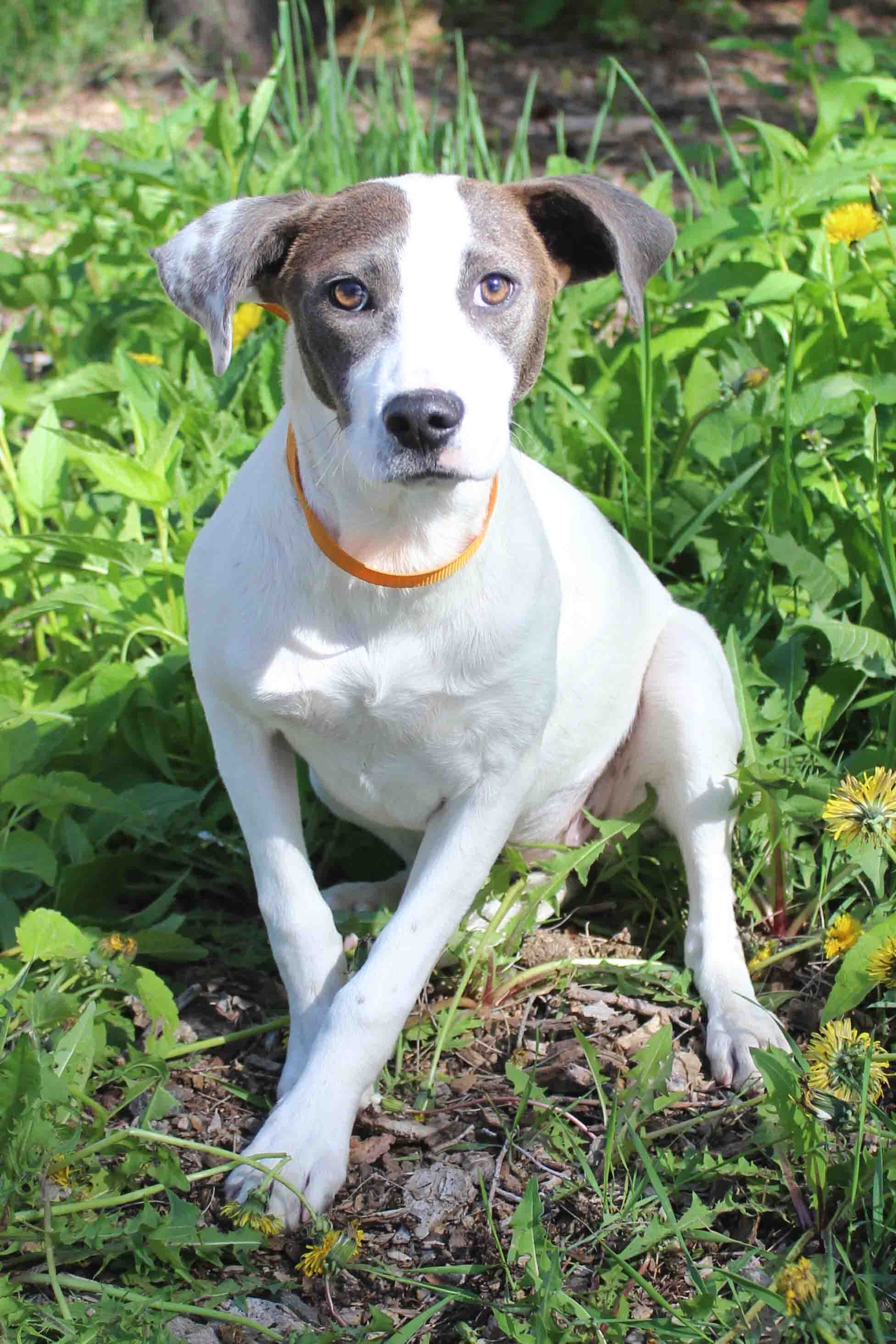 Dog for adoption ANDI, a Pointer & Australian Shepherd Mix in