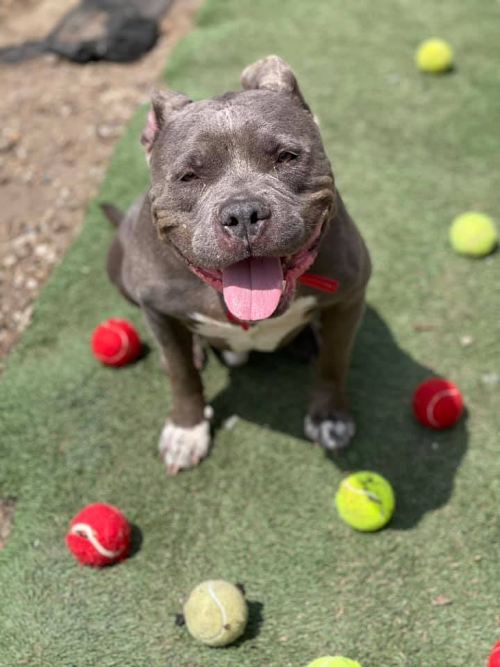 Porkchop, an adoptable American Bulldog, American Staffordshire Terrier in Cedar Rapids, IA, 52405 | Photo Image 1