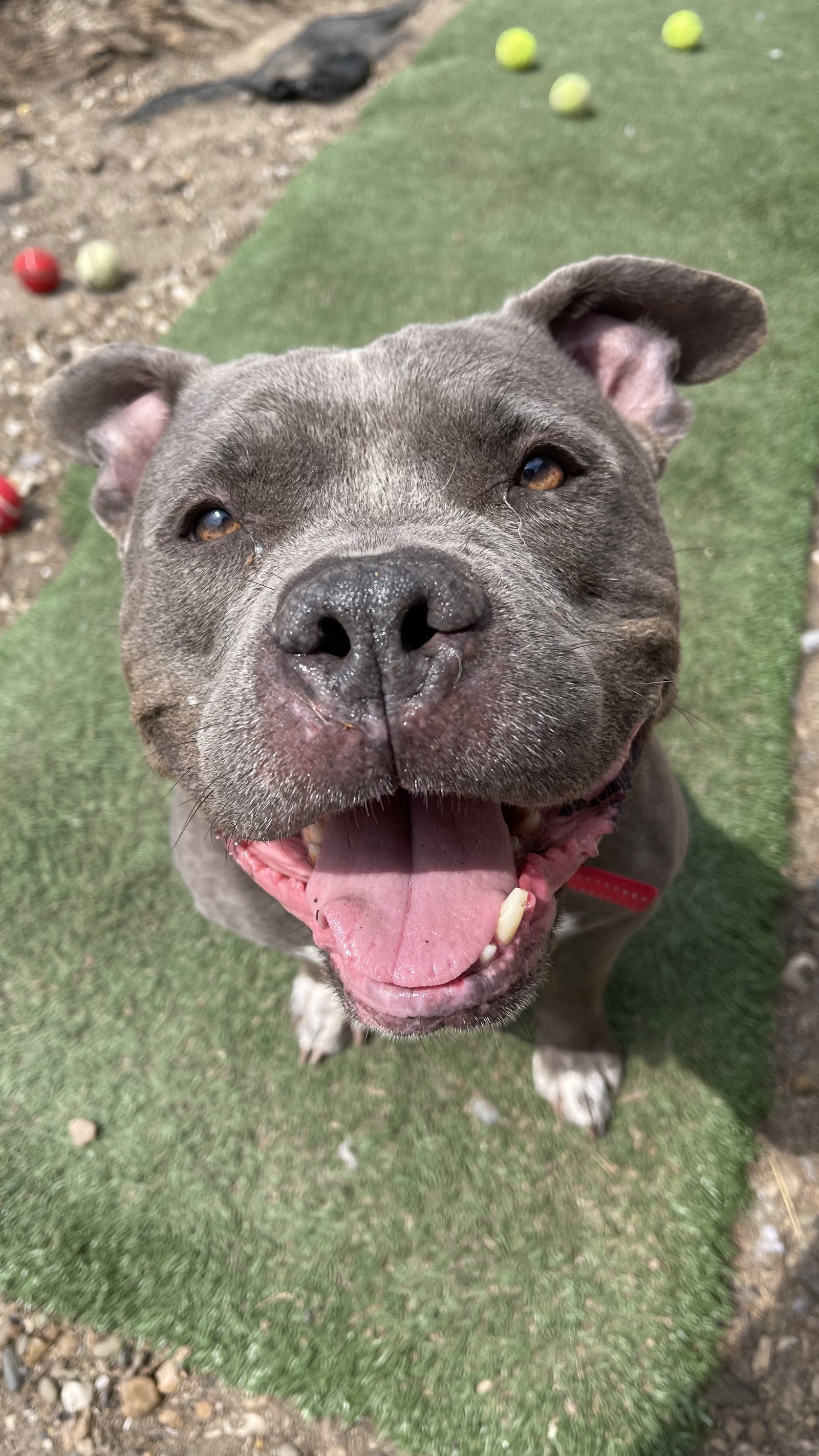 Porkchop, an adoptable American Bulldog, American Staffordshire Terrier in Cedar Rapids, IA, 52405 | Photo Image 2