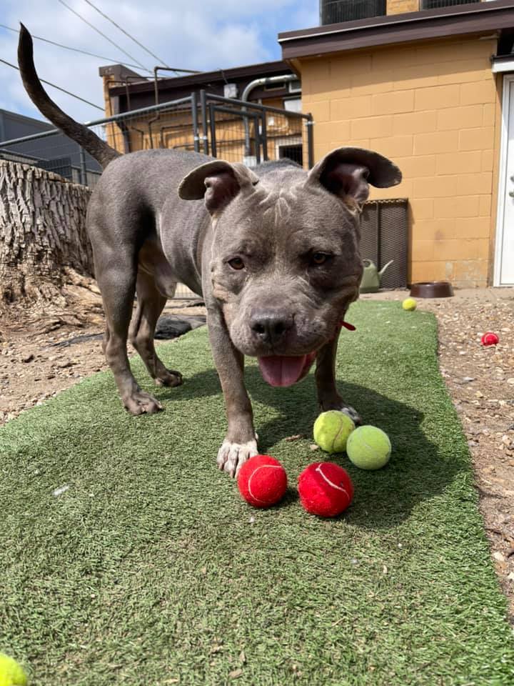 Porkchop, an adoptable American Bulldog, American Staffordshire Terrier in Cedar Rapids, IA, 52405 | Photo Image 3