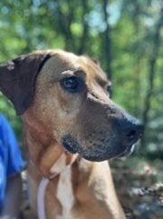 Koda, an adoptable Hound in Elkins, WV, 26241 | Photo Image 1