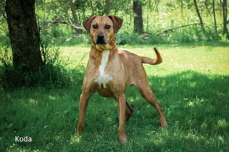 Koda, an adoptable Hound in Elkins, WV, 26241 | Photo Image 2