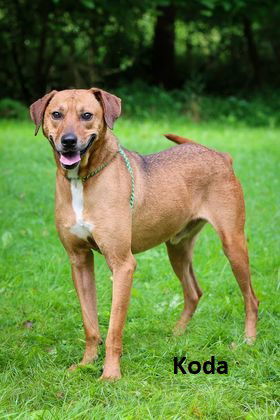 Koda, an adoptable Hound in Elkins, WV, 26241 | Photo Image 3