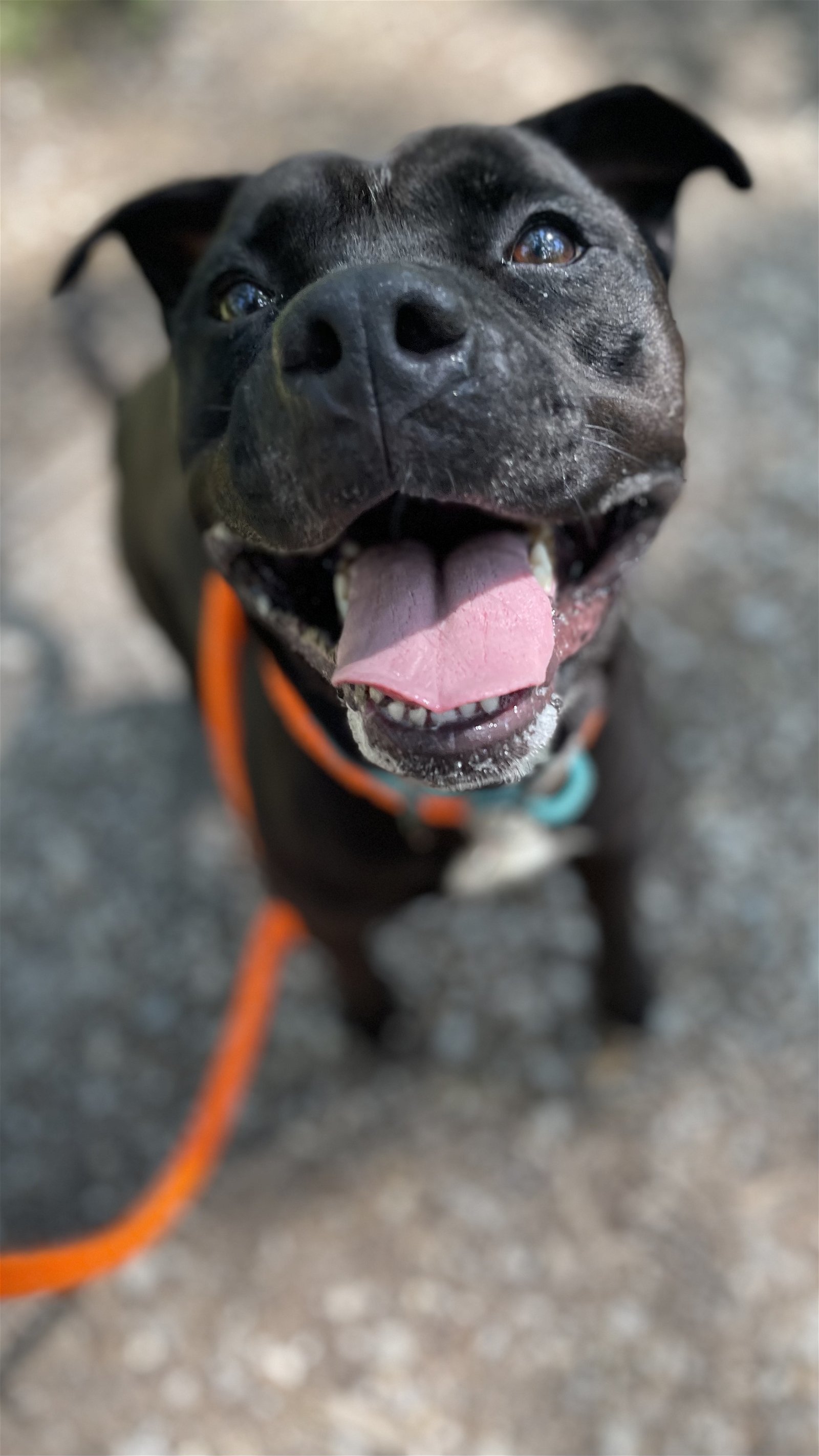 Hank, an adoptable Staffordshire Bull Terrier in Cedar Rapids, IA, 52405 | Photo Image 1