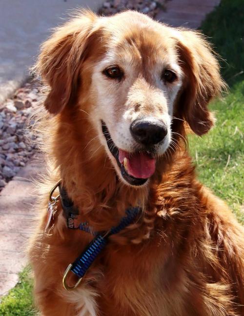 Dog For Adoption Duke Riley Adoption Pending A Golden Retriever In Glendale Az Petfinder