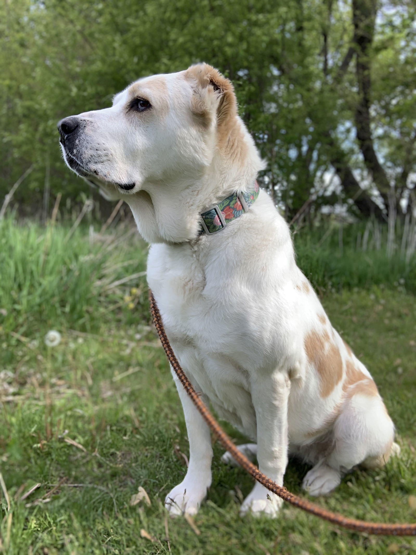 Zoe, an adoptable Great Pyrenees, Shepherd in Williamsburg, IA, 52361 | Photo Image 1