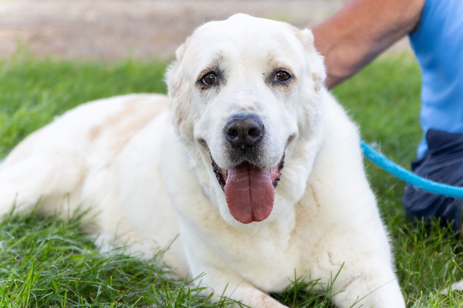 Zoe, an adoptable Great Pyrenees, Shepherd in Williamsburg, IA, 52361 | Photo Image 2