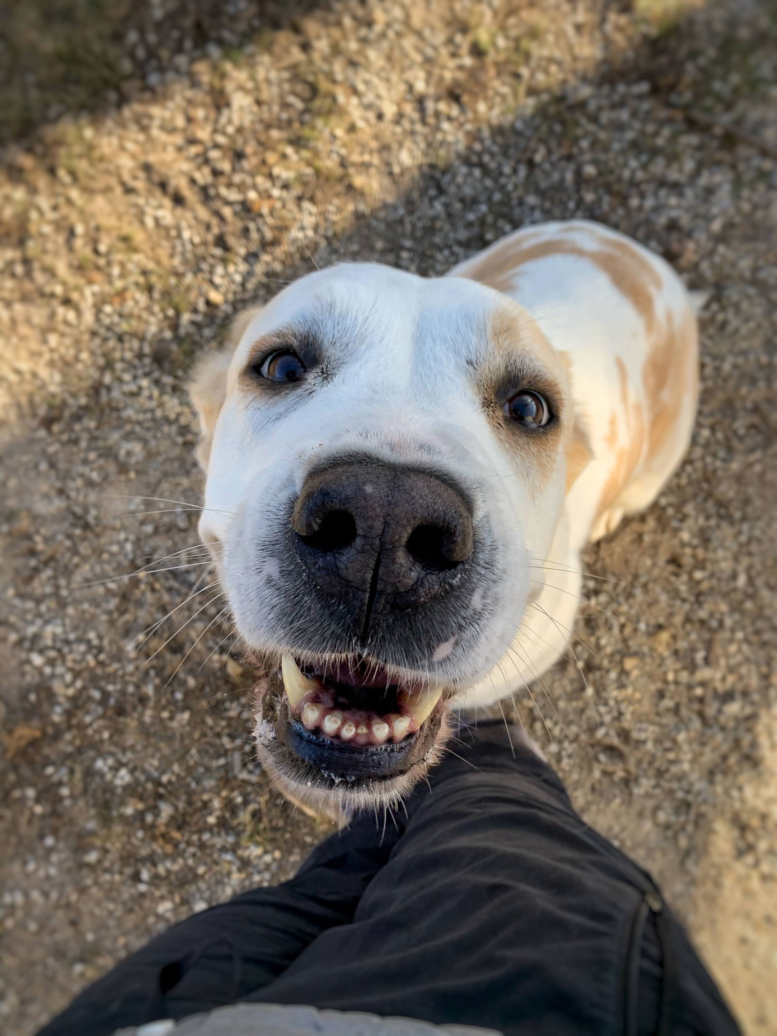 Zoe, an adoptable Great Pyrenees, Shepherd in Williamsburg, IA, 52361 | Photo Image 3